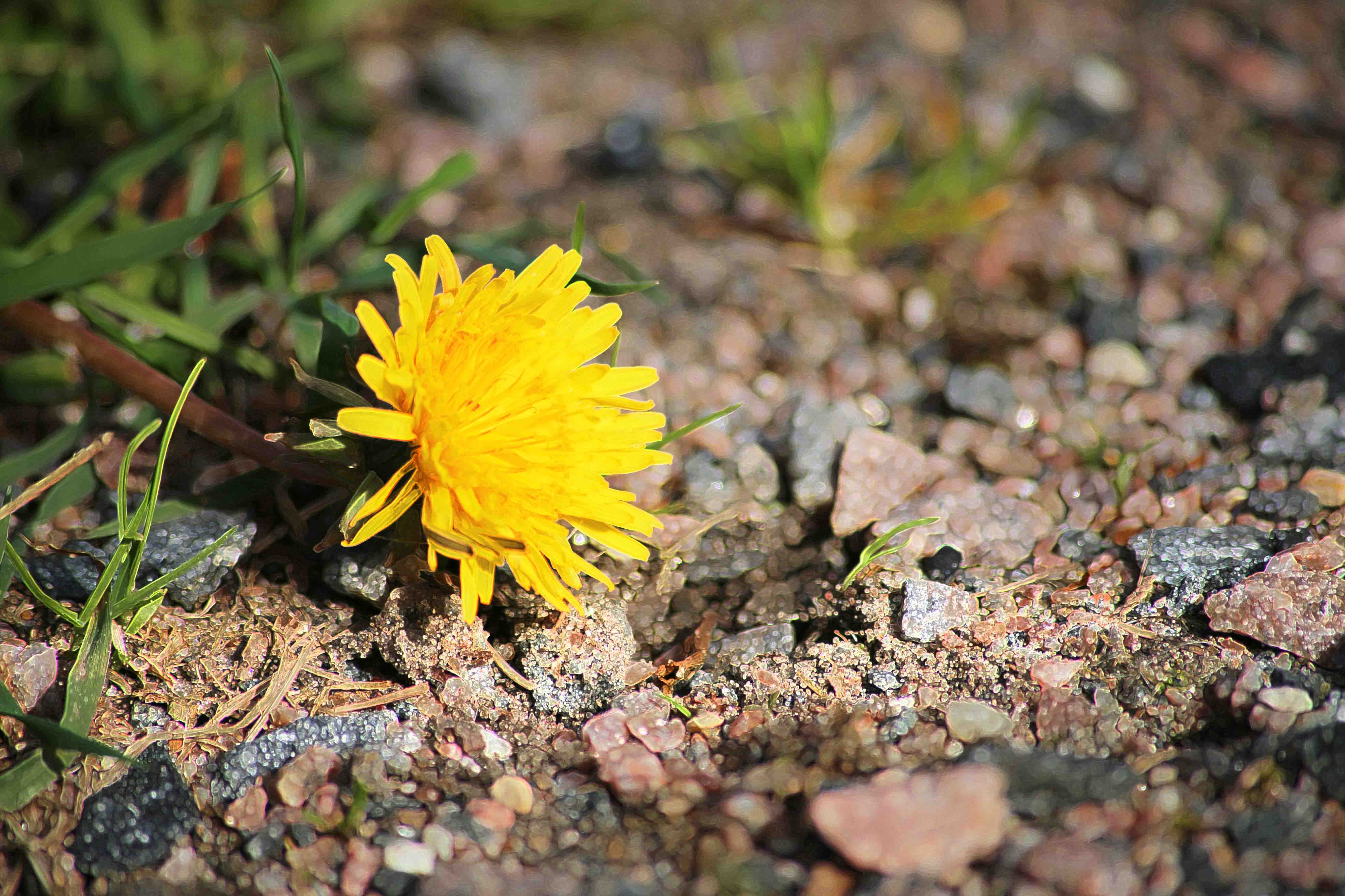 En gul blomst i skitten